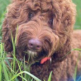 Australian Labradoodles, Bernedoodles, and Goldendoodles from Silver Creek Doodles