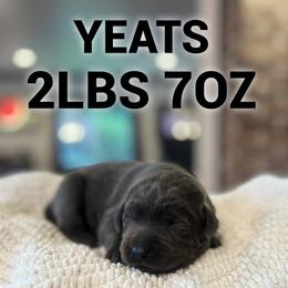 Yeats - Charcoal male Dilute Retriever puppy in Puyallup, Washington from 12 Door Farm Labradors