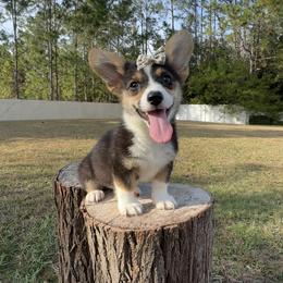 Sky - Black and tan female American Corgi puppy in Florida from Sunrise Corgis
