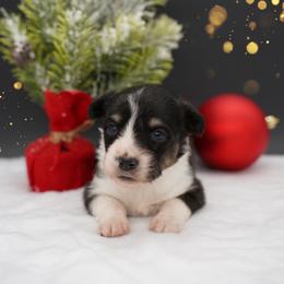 FLUFFY COAT-SNICKERDOODLE - Black and tan female Pembroke Welsh Corgi puppy in Berea, Kentucky from SunShine Corgis