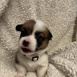 Girl 5 - White and red female Pembroke Welsh Corgi puppy in Dickinson, Texas from Gulf Coast Corgis