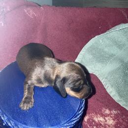 Boy 1 - Red male Dachshund puppy in Paisley, Florida from Pantheon Dachshunds