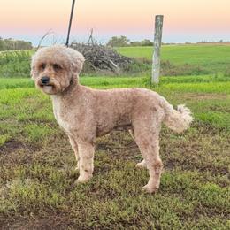 Jenny - Apricot female Poodle puppy in Beresford, South Dakota from DAKOTA DOOD RANCH