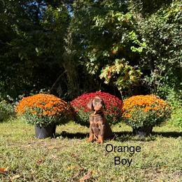 Orange - Red and rust male Doberman Pinscher puppy in Knox, Indiana from Double River Dobermans