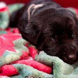 Malone - Black Labrador Retriever puppy in Sandpoint, Idaho from Allen Sunnyside AKC Labs