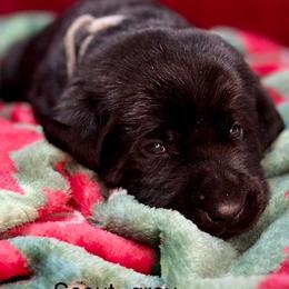 Malone - Black Labrador Retriever puppy in Sandpoint, Idaho from Allen Sunnyside AKC Labs