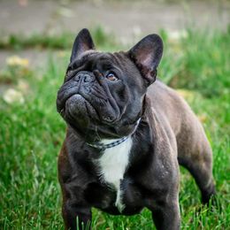 Fatima - French Bulldog