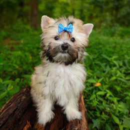 Companion Cross, Havanese, Mal-Shi, Maltese, Maltipoo, Morkie, and Shih Tzu Puppies from Seeking Shalom Acres Maltese, Maltipoos & Havamalts