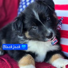 Blackjack - Black tri male Miniature Australian Shepherd puppy in Powell Butte, Oregon from Willow Lane Ranch