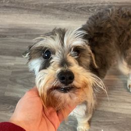 Rango - Miniature Schnauzer