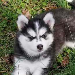 Pomskies from For The Love of Pomskies