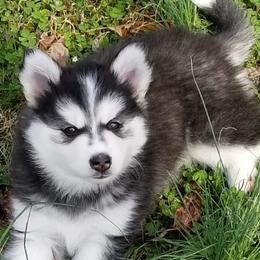 Pomskies from For The Love of Pomskies