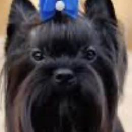 Romeo - Yorkshire Terrier