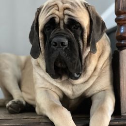Harper - Mastiff