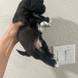 Shih Tzu Puppies from Hand Raised Shih Tzu’s