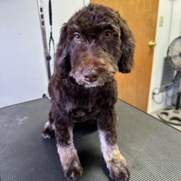 Waikiki - Phantom female Goldendoodle puppy in Horseshoe Bend, Idaho from Over the Moon Poodles and Doodles