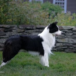 Cheshire - Border Collie