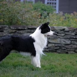 Cheshire - Border Collie