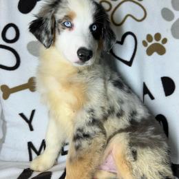 Boy 1 - Blue merle male Toy Australian Shepherd puppy in Hokes Bluff, Alabama from Alegria Toy Aussies