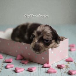 Candy - Chocolate and cream female Dachshund puppy in Oklahoma City, Oklahoma from OkieDoxieland Dachshunds