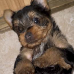 Yorkshire Terrier Puppies from The Yorkie House