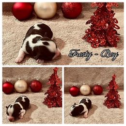 Havanese Puppies from Havareese Havanese