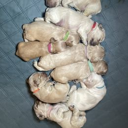 Cocker Spaniel Puppies from Brooks House Cocker Spaniels
