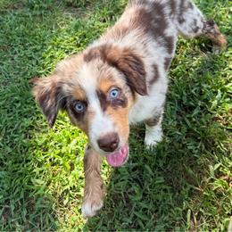 Sangria - Red merle female Australian Shepherd puppy in Fredericksburg, Virginia from Cooper Ridge Aussies