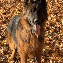 Tazz - German Shepherd