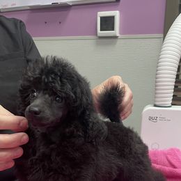 Poodle Puppies from Makays poodles