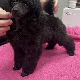 Poodle Puppies from Makays poodles