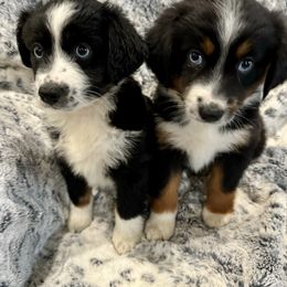 Miniature Australian Shepherd Puppies from B&B Mini Aussies