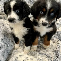 Miniature Australian Shepherd Puppies from B&B Mini Aussies