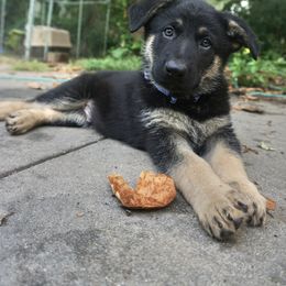 German Shepherd Puppies from Vom Raglinhaus German Shepherds