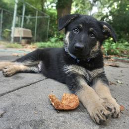 German Shepherd Puppies from Vom Raglinhaus German Shepherds