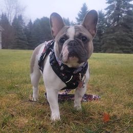 French Bulldog Puppies from Jessicah's Frenchies Michigan's French Bulldog Breeder