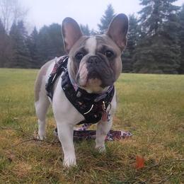 French Bulldog Puppies from Jessicah's Frenchies Michigan's French Bulldog Breeder