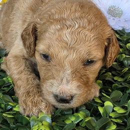Purple collar - Apricot female Poodle puppy in Spring Branch, Texas from Bear Hills kennel