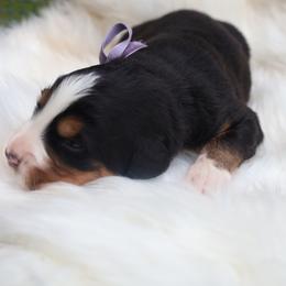 Purple Bow - Tri-color female Bernese Mountain Dog puppy in Middlesex, North Carolina from Willow Springs Doodles & Berners