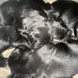 Boy puppy 2 - Black Flat-Coated Retriever puppy in Medina, Ohio from Dahlia Lane Border Collies and Exotic Flat Coated Retrievers