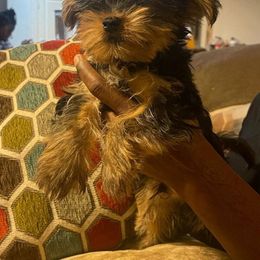 Yorkshire Terrier puppies from Tight Pocket House Frenchies & Yorkies