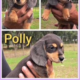 2300..Lilly dapple - Dapple female Dachshund puppy in Winter Haven, Florida from Gateway 2 Little Paws