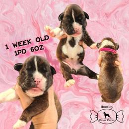 MS PINK - Brindle female Boxer puppy in Deland, Florida from Huntley Boxer Pieces