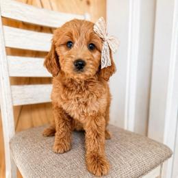 Maggie - Apricot female Goldendoodle puppy in Amery, Wisconsin from Cornerstone Retrievers