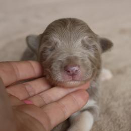Purple Collar - Lilac female Border Collie puppy in Courtland, Alabama from C Bar C Ranch Border Collies