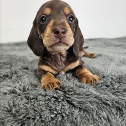 Chocolate and tan male 3208.56 - Chocolate and tan male Dachshund puppy in Belle Rive, Illinois from Akin's Miniature Dachshunds, LLC