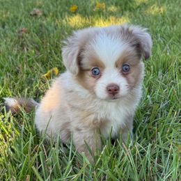 Moana - Red merle female Toy Australian Shepherd puppy in College Station, Texas from South Paw Toy Aussies
