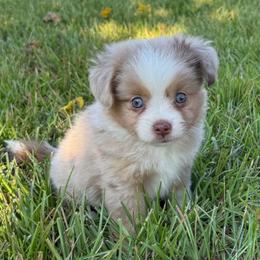 Moana - Red merle female Toy Australian Shepherd puppy in College Station, Texas from South Paw Toy Aussies