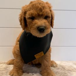 Army Green Boy - Apricot male Goldendoodle puppy in San Augustine, Texas from Vintage Doodles
