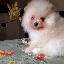 Ren - Cream female Pomeranian puppy in Pembroke, Georgia from Triple P Babies/Pampered Pom Pom babies